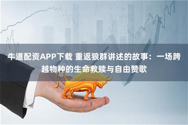 牛道配资APP下载 重返狼群讲述的故事：一场跨越物种的生命救赎与自由赞歌